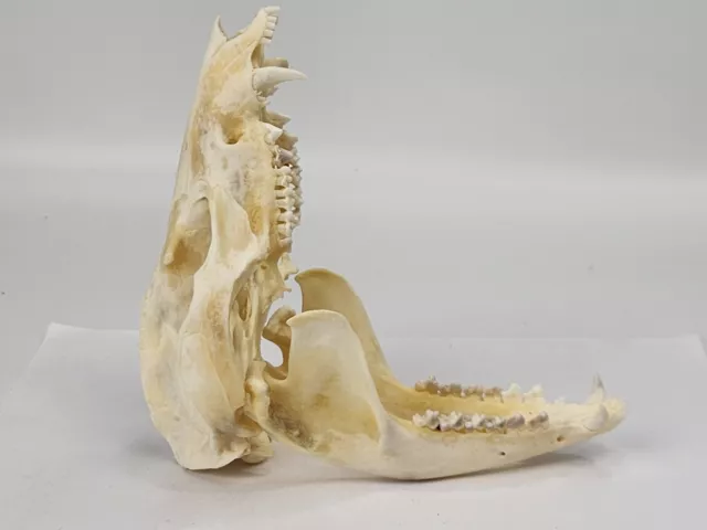 Real Opossum Skull - Extra Large - Didelphis virginiana  - American Sourced