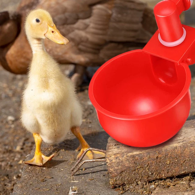 Chicken Waterer Durable Simple Usage Sturdy Anti-cracking Chicken Food Dispenser