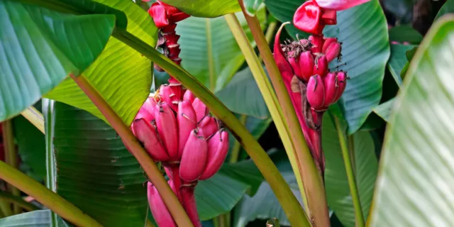 10 Graines Bananier à bananes roses, Musa velutina, Pink velvet banana seeds