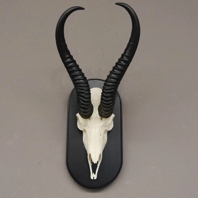 Gacela Antílope Trofeo de Calavera Hl 33,5 CM En Escudo de Trofeo Decoración