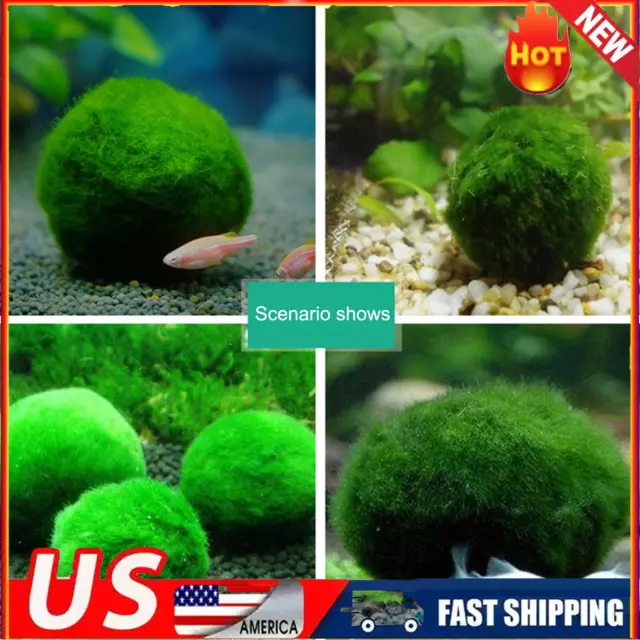 New Marimo Moss 3 Balls 0.5 inch (1.3cm) (Cladophora) Live Plant Aquarium  In USA