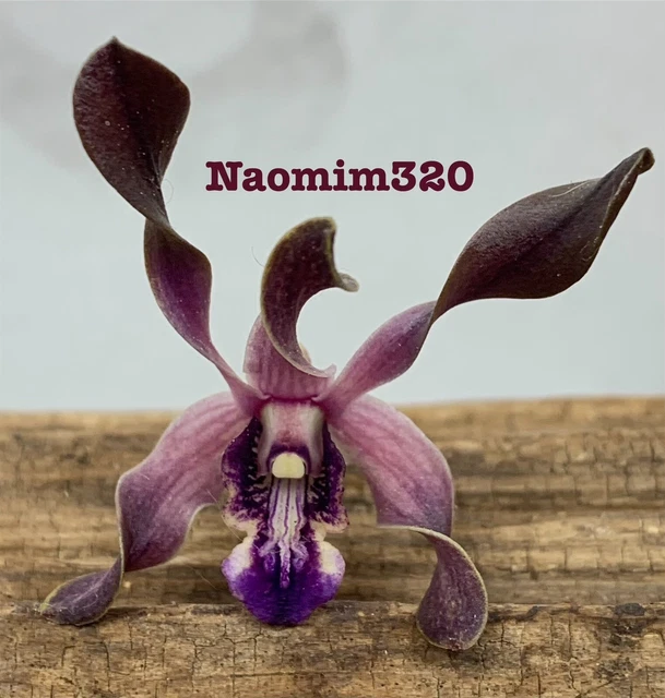 Dendrobium Blue Twinkle X Touch Of Gold Antelope In multi Spike