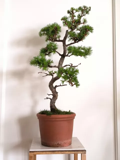 Larix kaempferi *Japanische Lärche Bonsai Solitär Altpflanze Outdoor