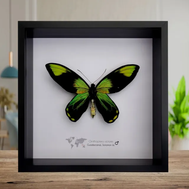 Ornithoptera Ornithoptera Victoriae, Queen Victoria's butterfly, framed 8" x 8"