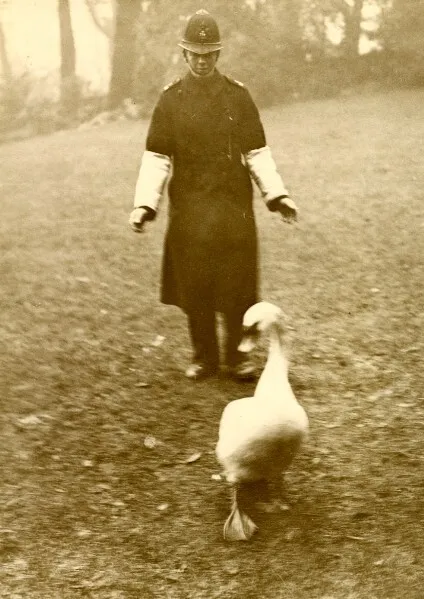 Policeman Chasing Swan Bird England Arrestation d'un cygne Policier Photo 1920's