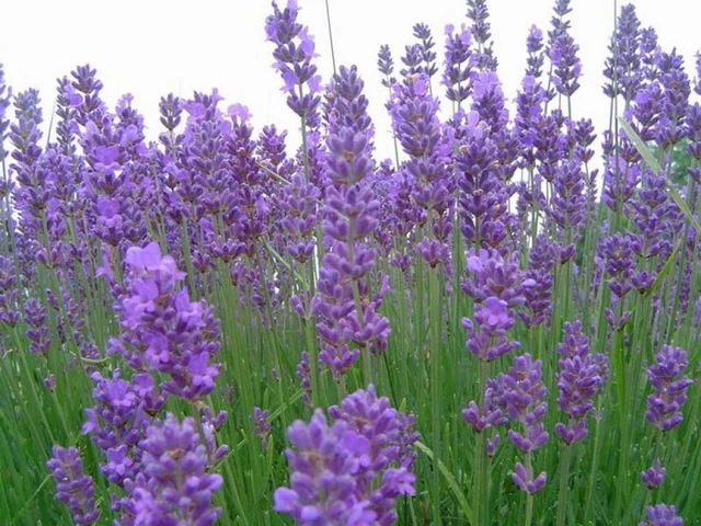 Lavandula angustifolia ‘Anna’ - Vraie Lavande I Pépinière en ligne Lavandula angustifolia ‘Anna’ - Vraie Lavande I Pépinière en ligne