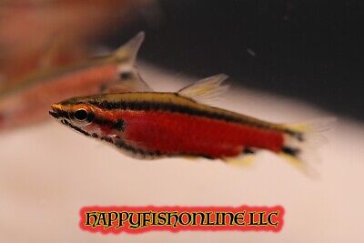 Brand New Super Rare Super Red "Amaya" Pencilfish Iv! Insane Red! Wc 2.5-3.5 Cm