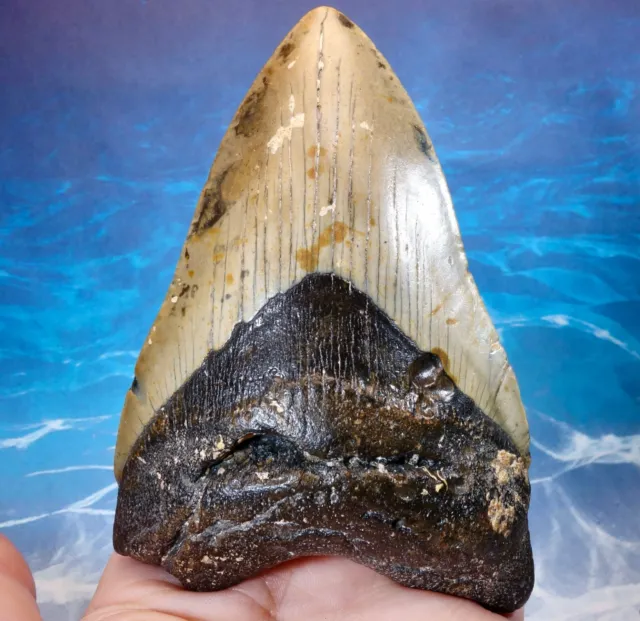 180gms MEGALODON SHARK HUGE THICK TOOTH~ 4.52" ~ REAL FOSSIL ~ NO REPAIR ~