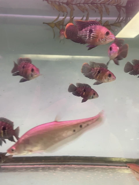 green terror cichlid Short Body 1.5-2 Inch live freshwater fish