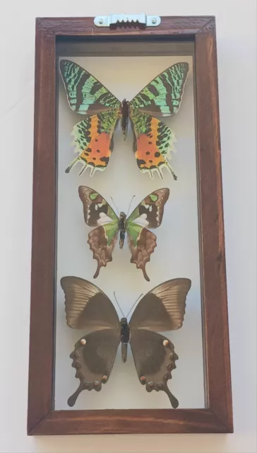 3 Real Butterflies Framed Special Collection Mounted Double Glass 4.5"X10.5 2