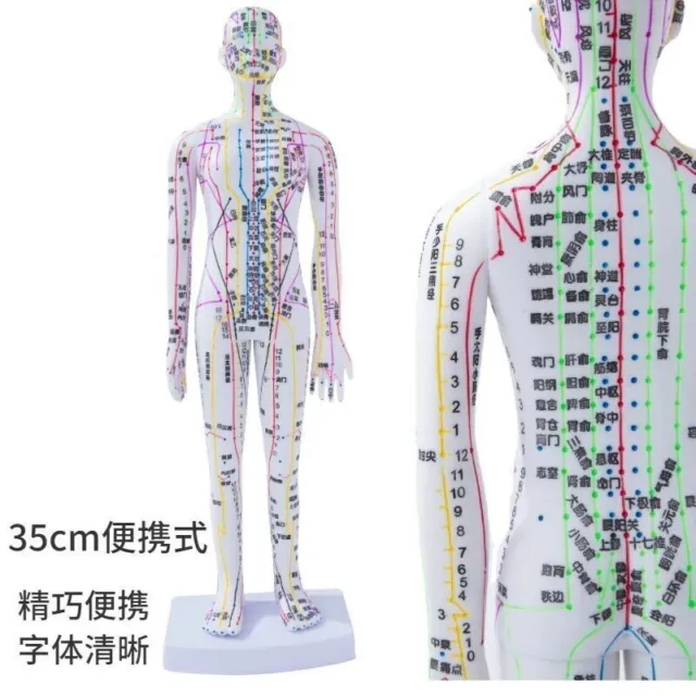 Meridians Model Chart Book Chinese Human Body Female/Male Acupuncture 35cm