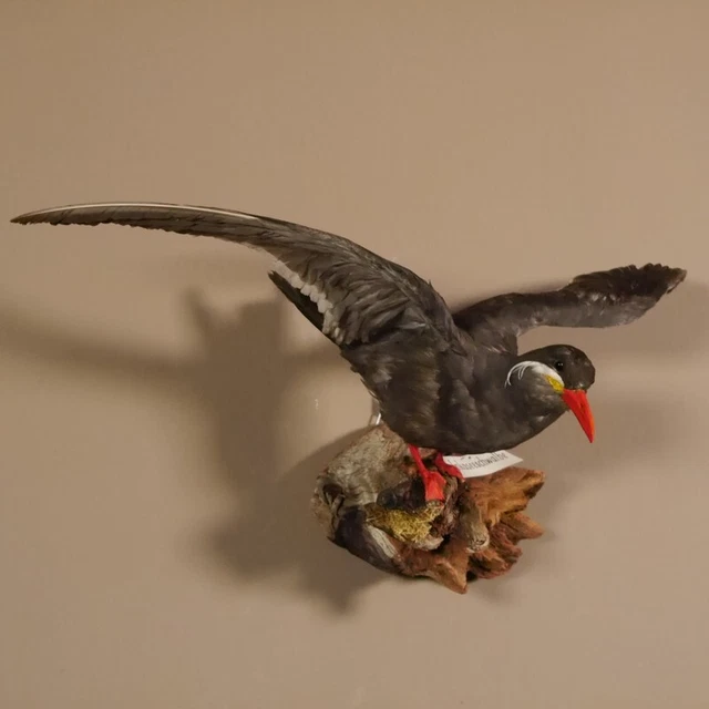 Inkaseeschwalbe Golondrina Lago Preparado para Animales Altura 29CM 2