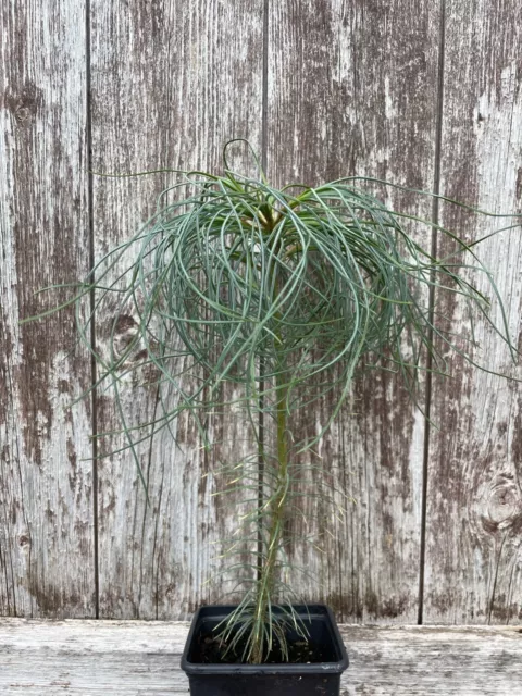 Chinese White Pine Tree | Pinus armandii Sapling | UK Grown | 30cm Tall