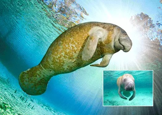 MANATEE 3D Postcard Lenticular - Greeting Card