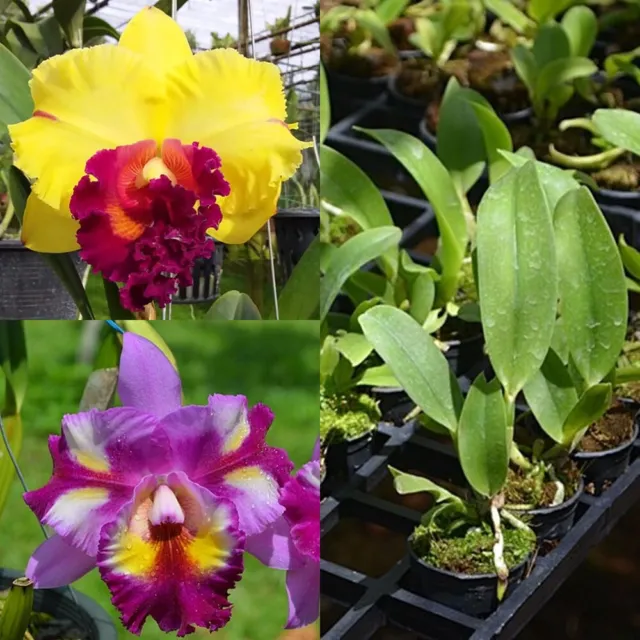 Cattleya Orchid Plant 'Nakornchaisri Delight x Jaksudul Fanc' In 1 Inch Pot Size