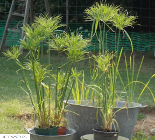 1 plant Papyrus Cyperus Alternifolius 15/20 cm plante bassin jardin, appartement