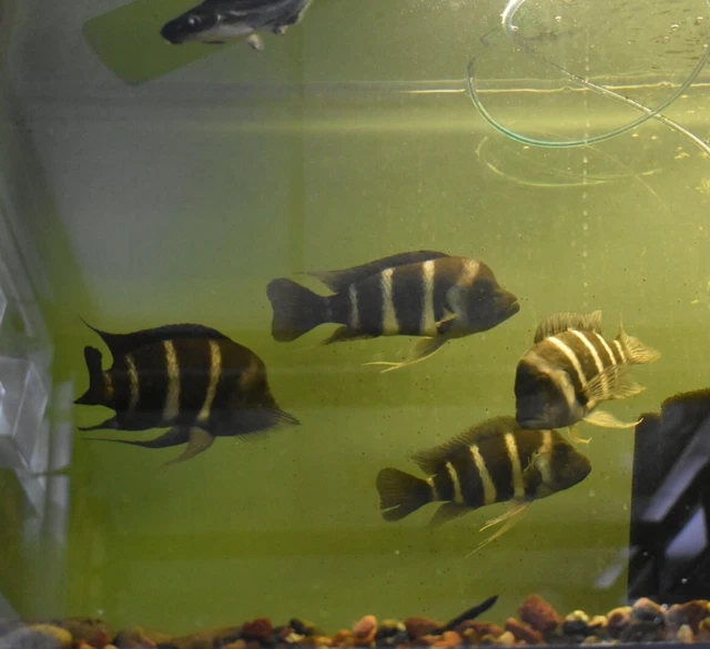 Live 6-7" Blue Zaire Full Mask Frontosa Large Aquarium Fish *PLS READ DESCR* 4