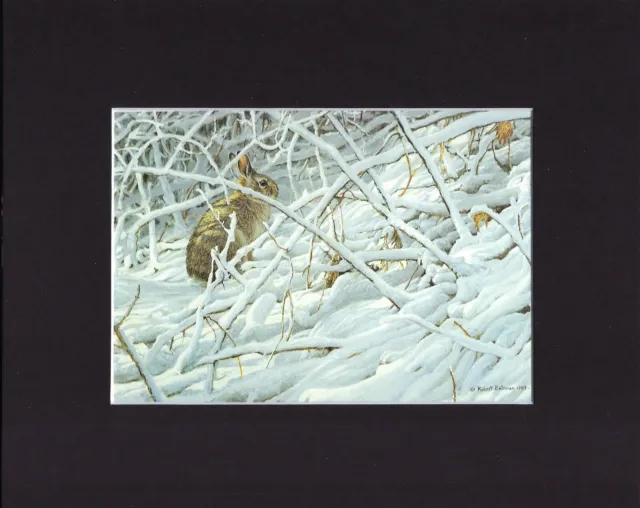 8X10" Matted Print Art Painting Picture, Robert Bateman: Cottontail Rabbit 1983
