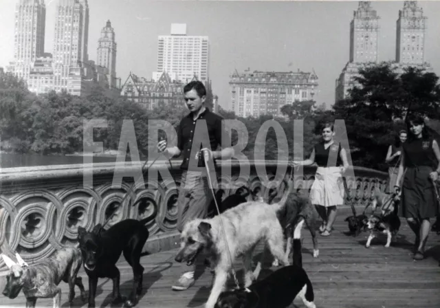 Jim buck hot sale dog walker