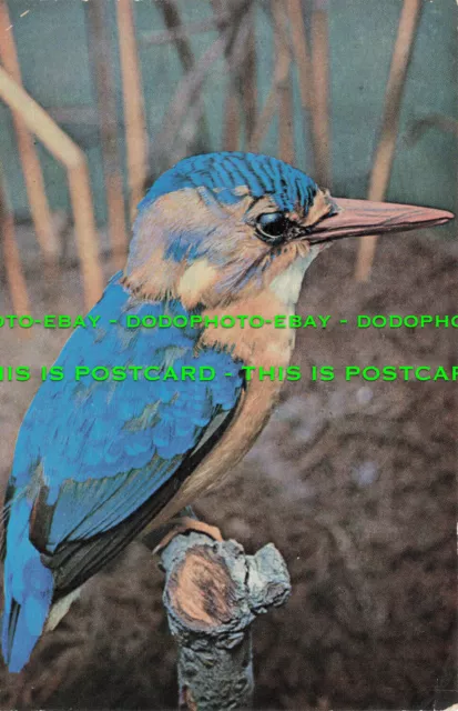 L233964 Pygmy Kingfisher. Tour Rhodesia and Nyasaland. Kingston Ltd. Roy Creeth