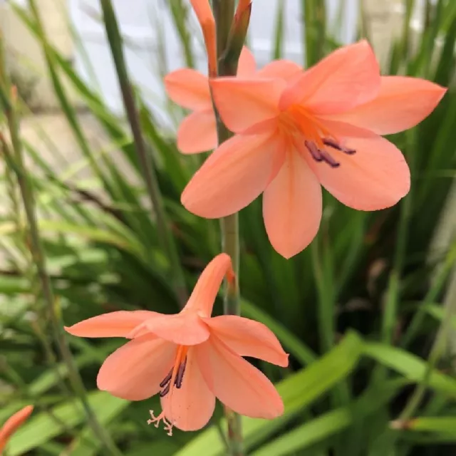 1 plante en pot Watsonia meriana saumon