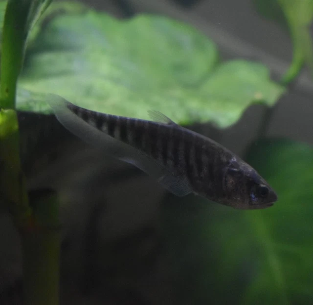 Live Clown Knife Fish (3" Freshwater Aquarium Fish) *PLS READ DESCR* 2