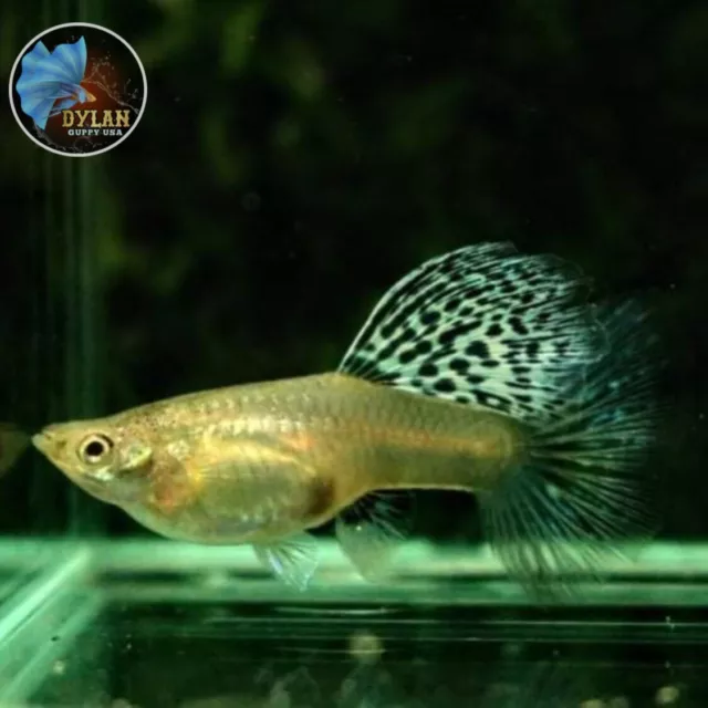 1XFemale- Live Aquarium Guppy Fish High Quality - Tiger King Cobra - USA Seller