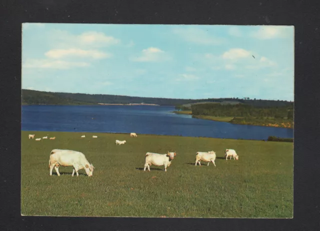 SAINT-AGNAN (58) BOVINS en PATURAGE au LAC en 1974