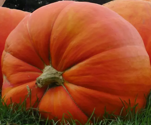 CALABAZA GIGANTE  atlantic giant  100 semillas seeds graines