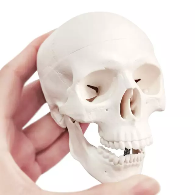 Mini Human Skull Model, 3 Parts Palm-Sized Anatomy Skull Model with Removable S