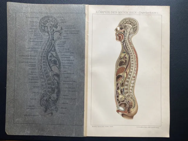 antike Grafik Medizin / Anatomie: Körper des Menschen um 1900