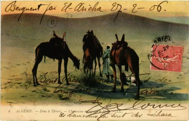 CPA AK Algerie Dans le Désert Chameaux mangeant ALGERIE (749565)