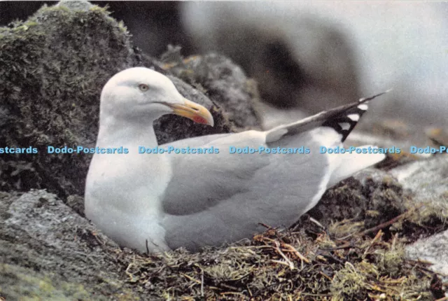 D000402 Herring Gull. Larus argentatus. W. Murray. Dixon