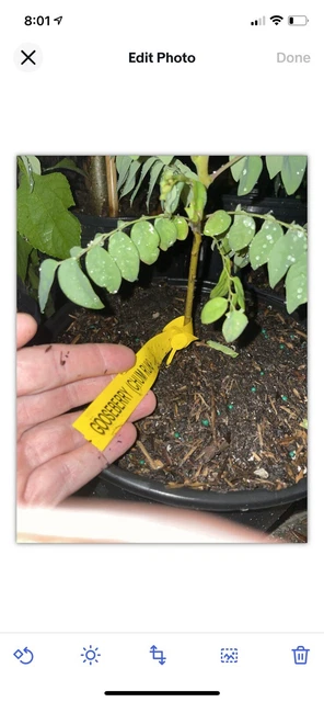 tropical fruit trees plants “ Gooseberry “ 3 Gal