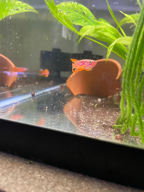 Aphyosemion COFE 2010/7 Killifish Breeding Group
