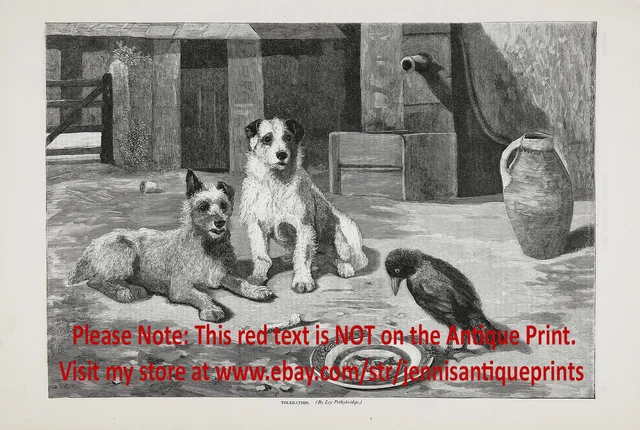 Bird Crow Takes Food From Norwich Terrier & Sealyham, Large 1890s Antique Print