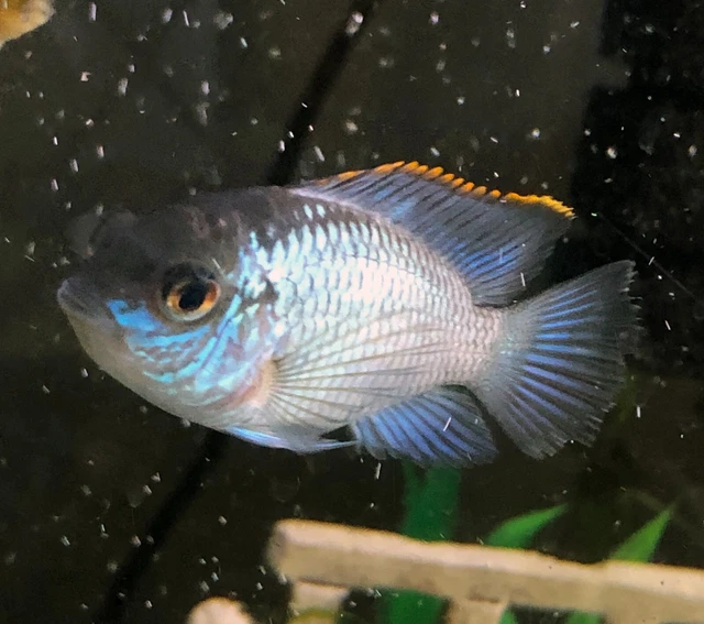 Electric Blue Acara 2" - Set of 3 - LIVE FRESHWATER FISH SOUTH AMERICAN CICHLID