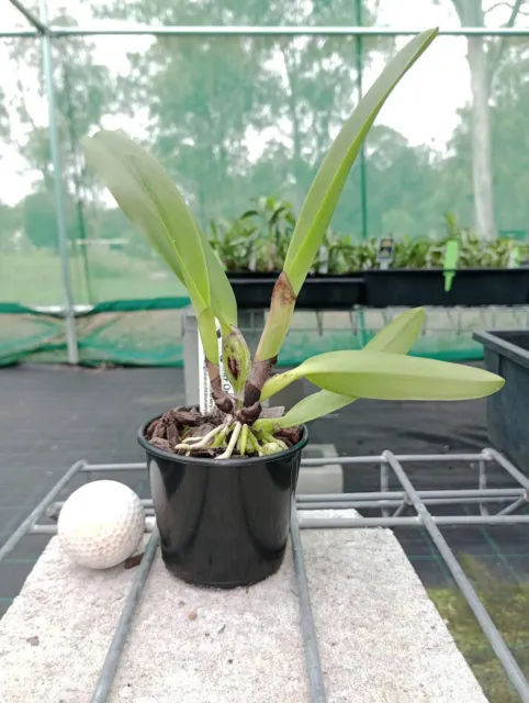 KFON species orchid Cattleya quadricolor semi-alba (chocoensis) 3