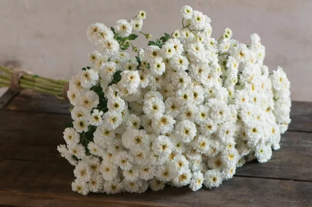 Feverfew Seeds - Tetra White - Matricaria - Tanacetum Parthenium - 100 Seeds