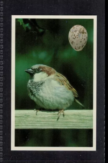 SPARROW - 25 + year old English Trade Card # 31