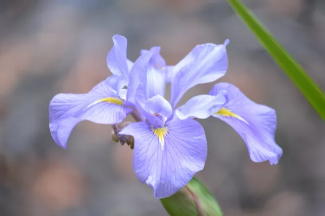 Water Plants- Iris virginica  hybrid 'Jay Touch The Sky'