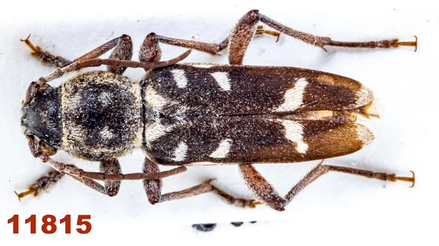 Cerambycidae: Xylotrechus namanganensis  A1, 12 mm, Mounted, 1 pc