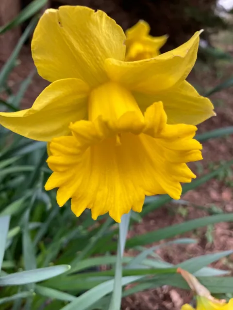 30 Daffodil 'Carlton' Bulbs (Narcissus) Free UK Postage