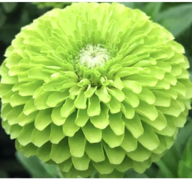 Zinna Dahlia Lime GREEN ENVY 30 PREMIUM ORGANIC SEEDS Zinnia Green Flowers UK EU