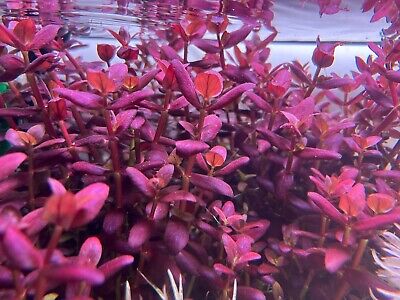 1 stem purple Bacopa SG variant. Rare Live Aquarium Plants