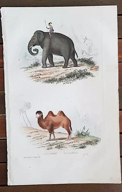 TRAVIES Gravure ancienne vers1840 Buffon: L'ELEPHANT. LE CHAMEAU