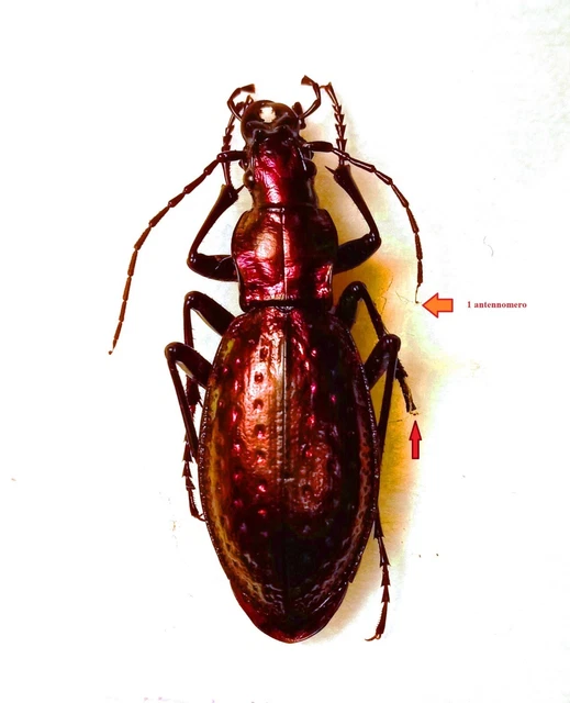 Chrysis Rutilans CARABIDAE CARABINAE CARABUS (Chrysocarabus) rutilans rutilans ♀ A- EUR ...