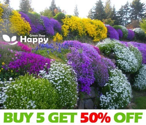 ALPINES DWARF PERENNIAL - ROCKERY GARDEN MIXTURES FLOWER SEEDS - 0.5g - SEEDS