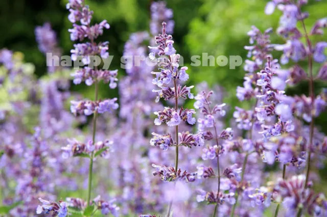 CATMINT CATNIP - 300 SEEDS - Nepeta mussinii faassenii - PERENNIAL FLOWER 2