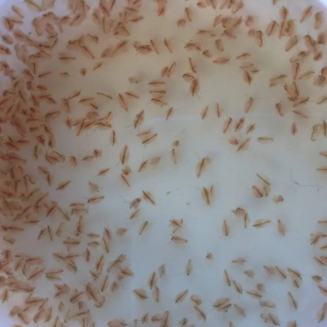 100+ to 1000+ Freshwater Water Daphnia by Happy Little Fish-SHIPS NEXT DAY